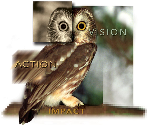 This is an image of an owl that has been photo-retouched to show Desmarais Design's - vision, action and impact approach to any project challenge that requires a solution.